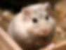 image_edited
