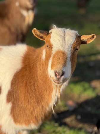 Farm Residents 