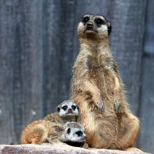 Nachwuchs bei den Erdmännchen im Tierpark Chemnitz - Schaufütterung Weißgesichts-Sakis – täglich 11.30 Uhr