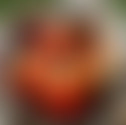 Vegannett BIO - Wusstest du, dass die Cashewnuss aus dieser Frucht stammt?