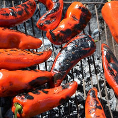 VIER PFOTEN empfiehlt: Grillvergnügen – gesund und tierfreundlich