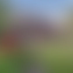 Pillnitzer Elbblick informiert: „Pillnitz im Pflanzenfieber“ zur Dresdner Museumsnacht!