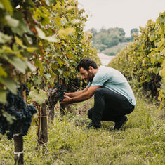 Heimische Winzer in Not – warum nicht der Konsument, sondern die Politik und das System schuld sind