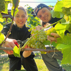 Weinlese in Sachsen: Schloss Wackerbarth startet mit Solaris – Federweißer voraus!