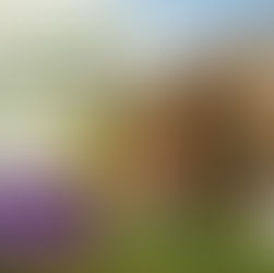 Kräuter entdecken im Schlosspark