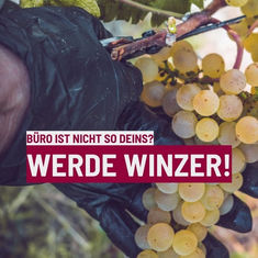 Weingut Jan Ulrich - Dein Karrierestart in unserem Weingut?