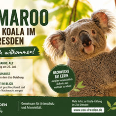 Zoo Dresden bekommt neuen Koala: Kamaroo soll künftig für Nachwuchs sorgen