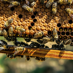 Weltbienentag am 20. Mai 2021