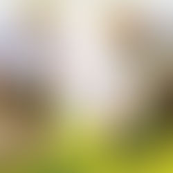 Bombastus startet die Salbeiblüten-Ernte!