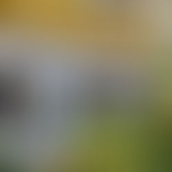 Genuss zum Verschenken – Gutscheine im Historischen Fischhaus Dresden