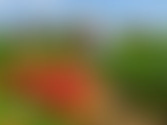 Erdbeerernte unter blauem Himmel