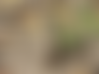 Erdmännchen-Nachwuchs