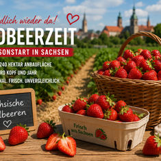 Erdbeerzeit in Sachsen
