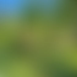 Hilfen für frostgeschädigte Obst- und Weinbauern in Sachsen