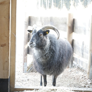 Neue Außengehege im Wildgatter fertiggestellt
