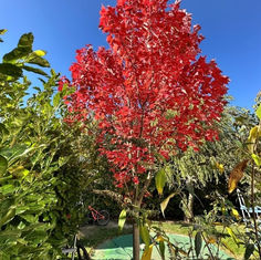 Dresdens schönster Herbstbaum steht im Schönfelder Hochland