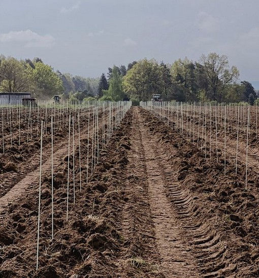 Schloss Wackerbarth - Ein neuer Weinberg ist geboren!