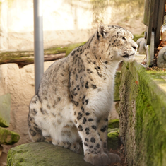 Neuer Schneeleopard im Zoo Dresden: Willkommen, Bataar – unser sanfter „Berggeist“