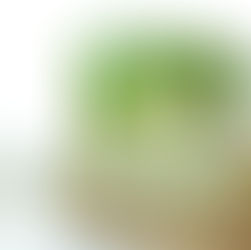 Gewürz der Woche - Fenchel!