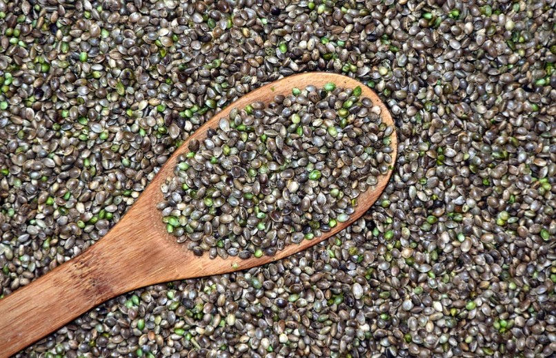 Wissenswertes zu Hanfsamen, legalem Anbau von THC-Pflanzen und den wichtigsten Kaufkriterien in Deutschland. Bild: pixabay