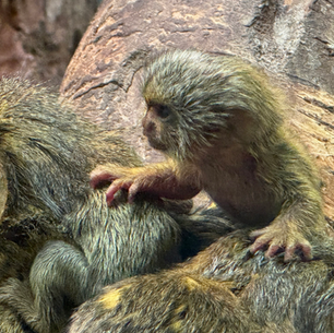 Nachwuchs bei Zwergseidenäffchen - Bedrohte Primaten-Art wird im Tierpark Chemnitz erfolgreich gezüchtet