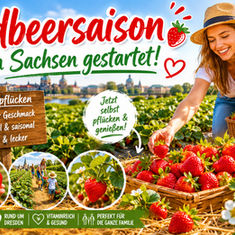 Erdbeersaison in Sachsen genießen!