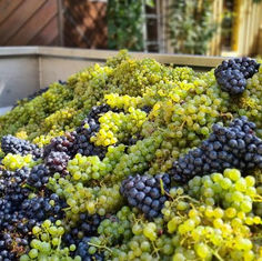 Schieler 2022 - Weingut Vincenz Richter!