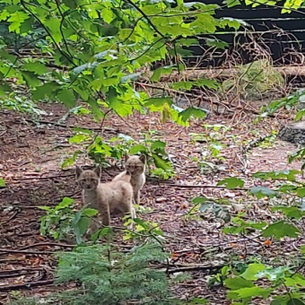 Nachwuchs bei Deutschlands größter Katzenart im Tierpark Chemnitz