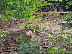 Nachwuchs bei Deutschlands größter Katzenart im Tierpark Chemnitz