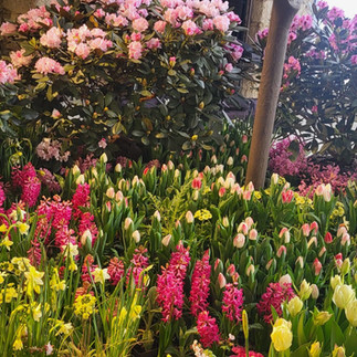 Frühling im Palais: Blütenkunst kehrt nach drei Jahren zurück