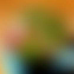 Teespezialitäten im Vegan House am Blauen Wunder!