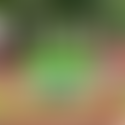 Wochenendtipp: Federweißerfest in der Hofewiese – Wein, Flammkuchen & „House & Hof“ (6.–7.9.)