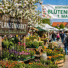 Blütenfest im Frühjahr auf dem Markt