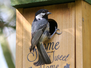 🐦 Aktion „Max Meise“: Nistkästen bauen in der Naturschutzstation Chemnitz