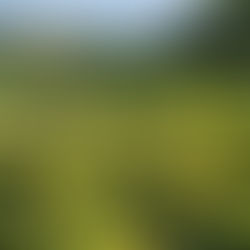 Weinleseauftrakt für den Jahrgang 2022 im Weingut Vincenz Richter !