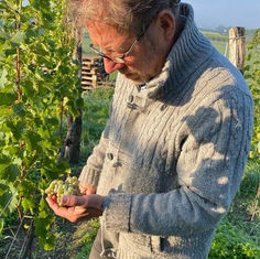 Weinlese im Weingut Klaus Zimmerling!