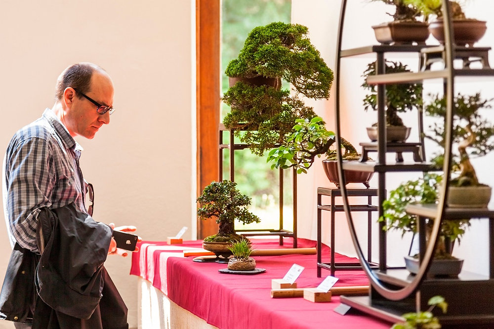 Faszination Bonsai  Die grte ostdeutsche Bonsai-Ausstellung ffnet in  der Orangerie von Schloss & Park Pillnitz