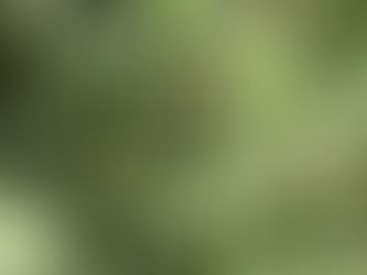Kretische Wildkräuter bei Zaffaran Dresden – Mediterrane Naturkraft für deine Küche