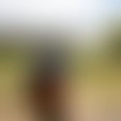 Romantik, Weitblick und ein gutes Tröpfchen: Wandern in Dresden Elbland