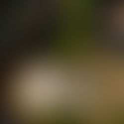 Pho Mum - Hast du schon mal eine Phở Suppe probiert?