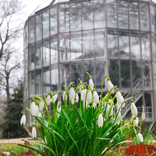 Schneeglöckchen vor Kamelienhaus