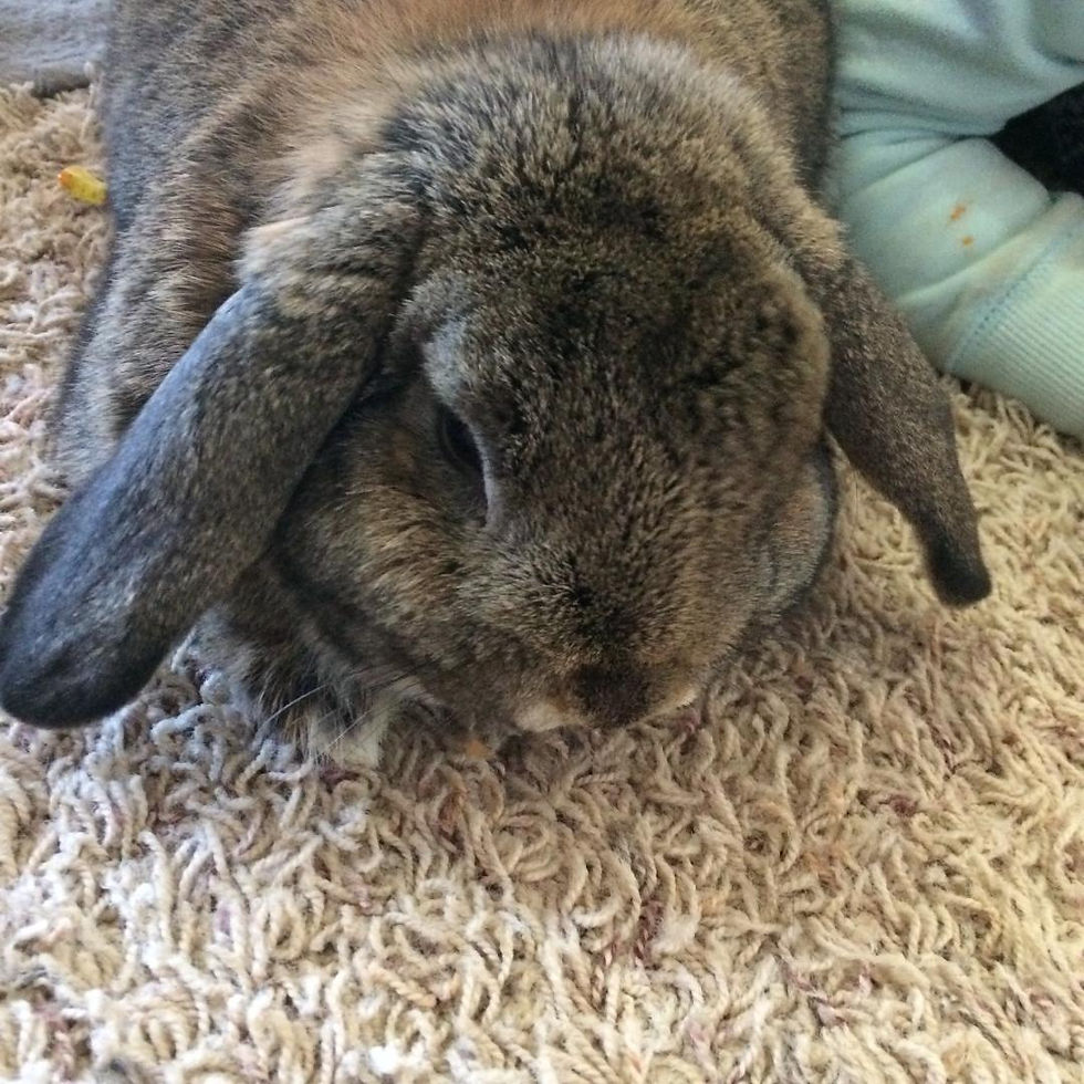 RABIT