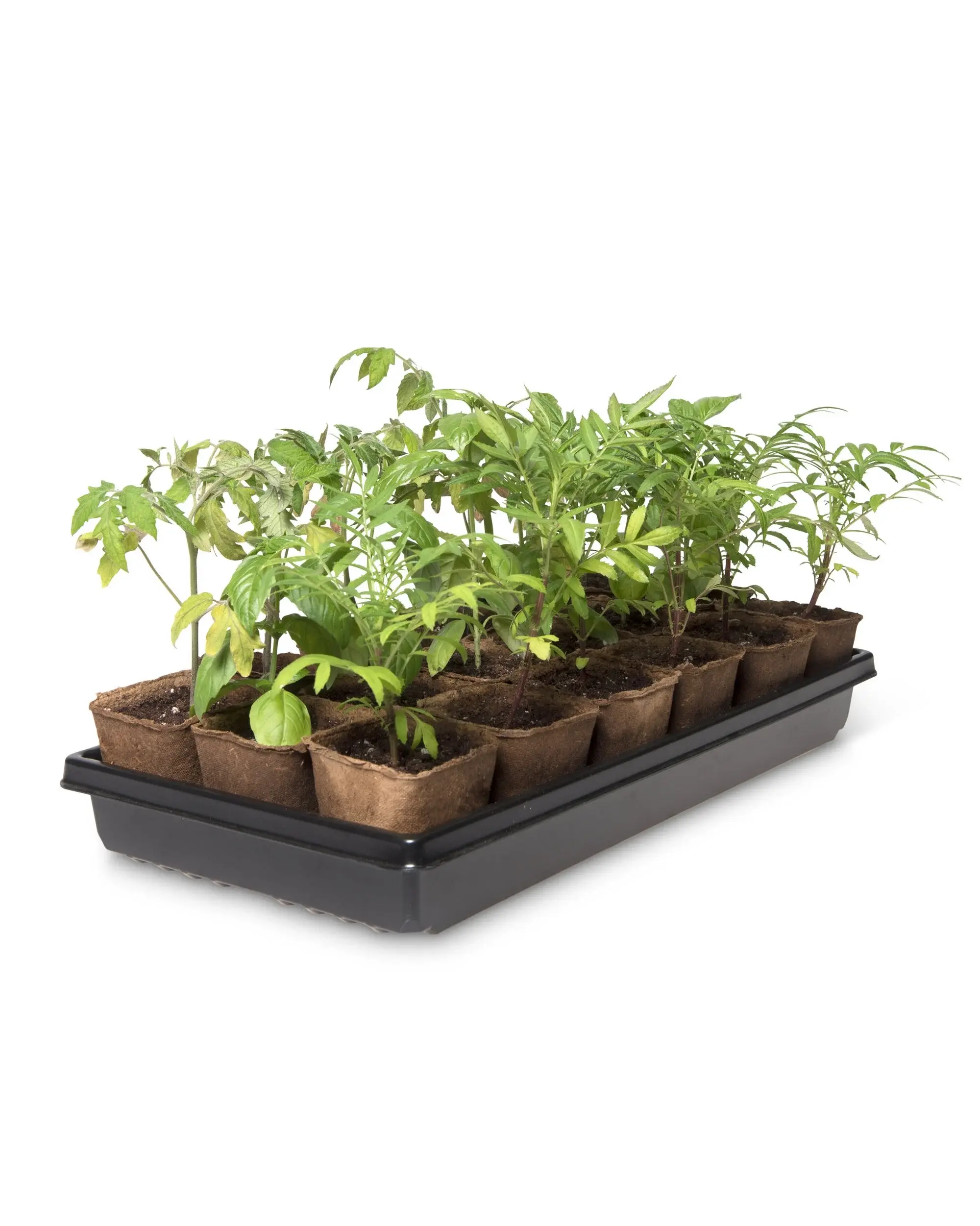 18Pack Vegetable Starter Plants