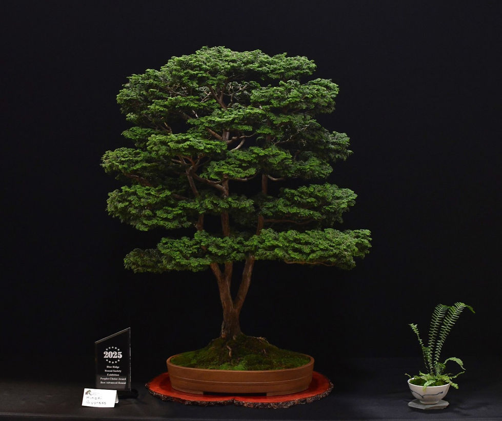 Hinoki 2025 show winner