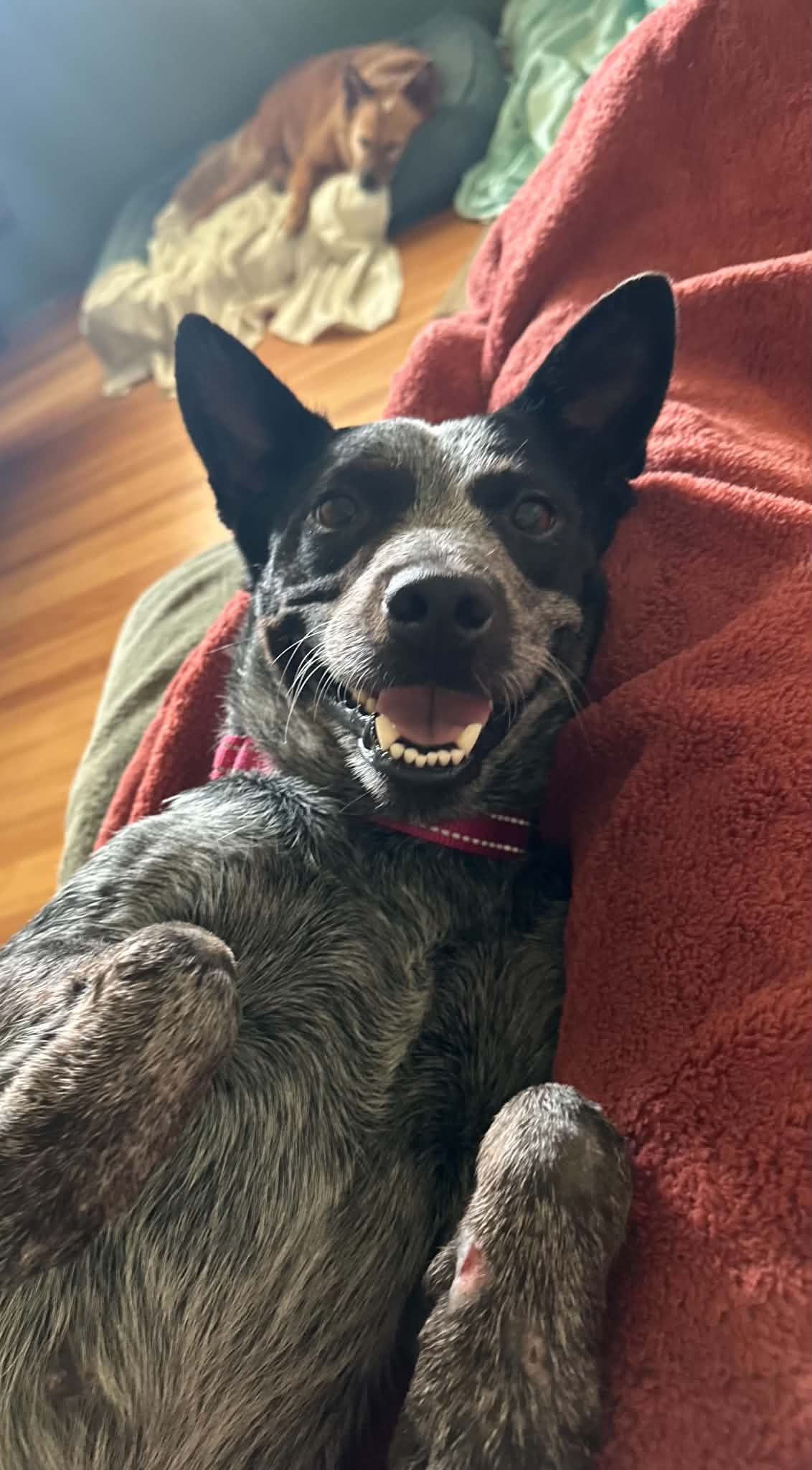 Dolly