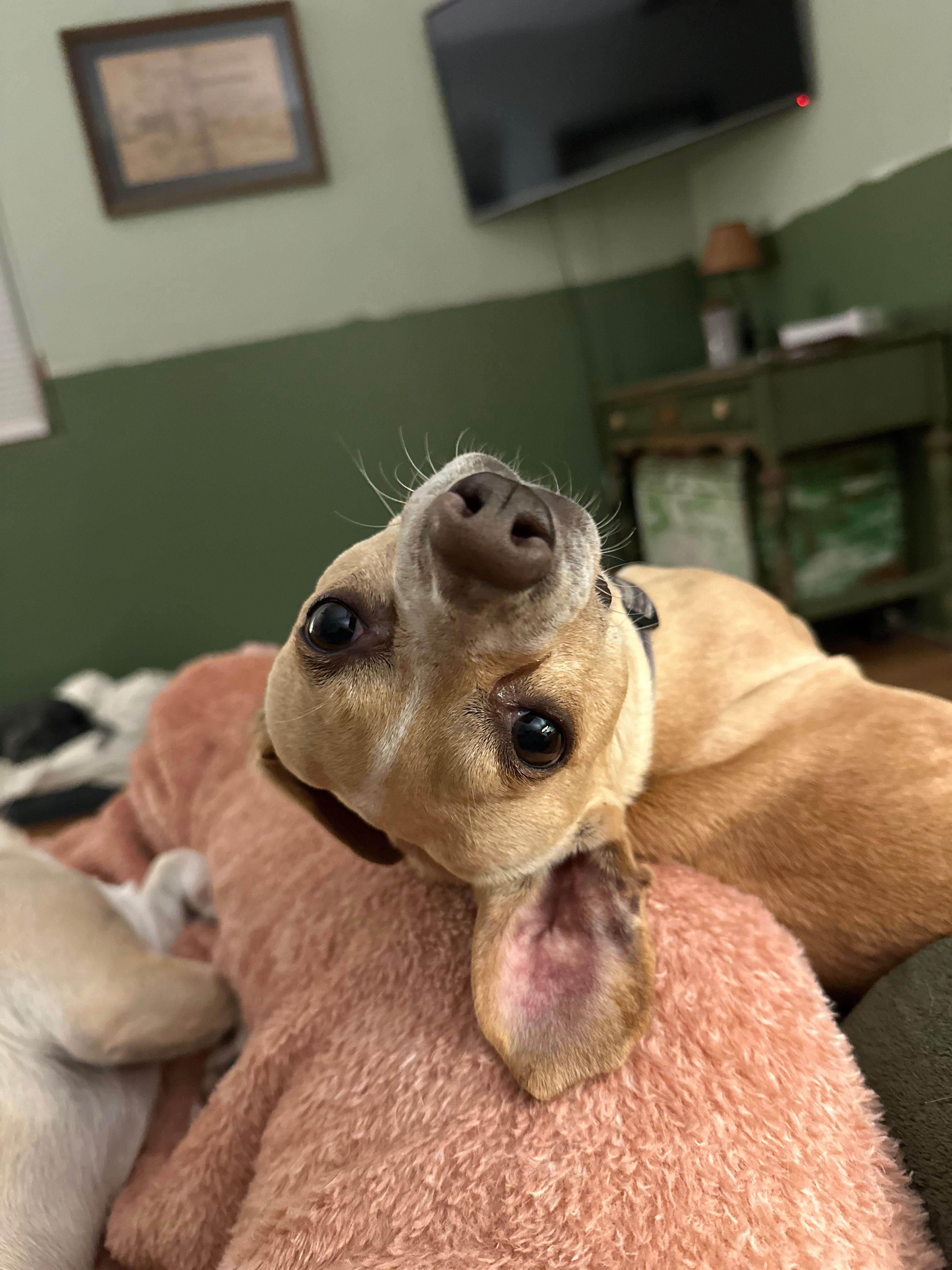 Sid