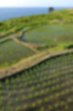 Flooded rice terraces with young green seedlings on a coastal hillside beside a calm blue ocean under clear sky
