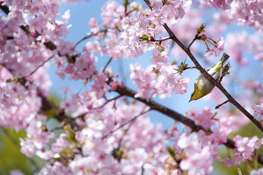Cherry Blossom Forecast 2026 in Kanazawa: Best Time to See Sakura