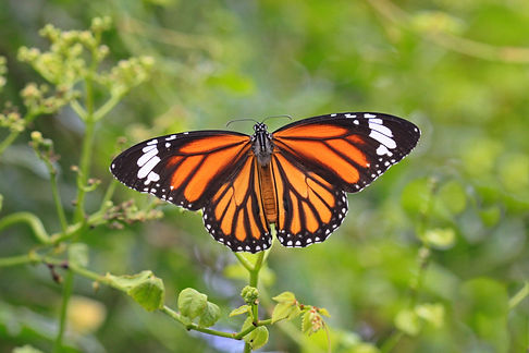 gyulche1-butterfly-3886065.jpg