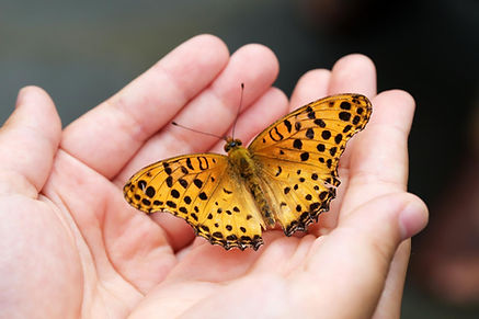 butterfly-ge5a46d106_1920.jpg
